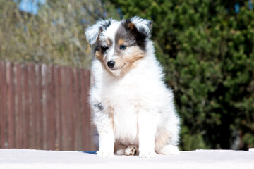 Stunning nice fluffy blue merle with white shetland sheepdog puppy, sheltie sitting outside on a...