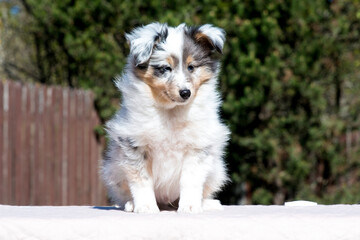 Stunning nice fluffy blue merle with white shetland sheepdog puppy, sheltie sitting outside on a...