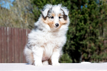 Stunning nice fluffy blue merle with white shetland sheepdog puppy, sheltie sitting outside on a...