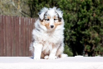 Stunning nice fluffy blue merle with white shetland sheepdog puppy, sheltie sitting outside on a...