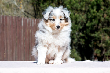 Stunning nice fluffy blue merle with white shetland sheepdog puppy, sheltie sitting outside on a sunny autumn day. Small, little cute collie dog, lassie portrait in spring time with green background