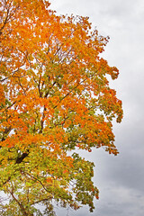 Red and yellow foliage in the autumn