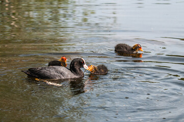 Coot and three chicks on a lake.