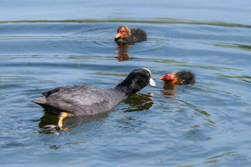 Coot with two chicks on the water, one with head tilted.