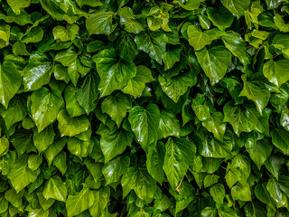 Fototapeta na wymiar green leaves in the garden background