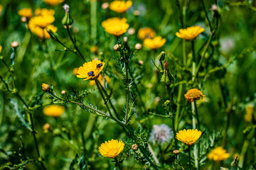 yellow flowers in the field