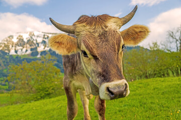 Kuh - Allgäu - Grünten - Hörner - Kälbchen