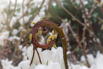 Young furry willow catkins as a one of the earliest signs of spring