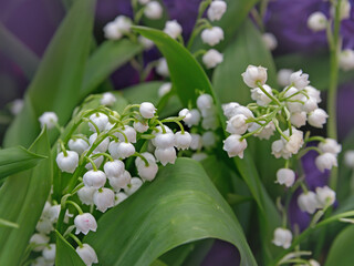 Fototapeta premium Bouquet of lilies of the valley close-up. Beautiful spring flowers