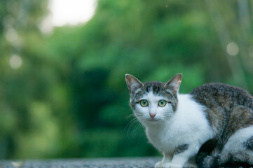 日本の森に暮らす猫