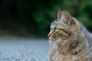 日本の森に暮らす猫