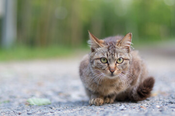 日本の森に暮らす猫