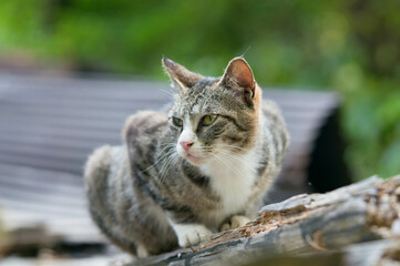 Naklejka na ściany i meble 日本の森に暮らす猫