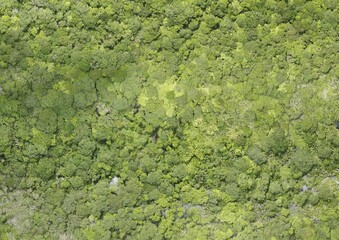 Top View Aerial Photograph of Forest