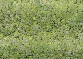 Obraz premium Top View Aerial Photograph of Forest