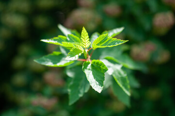 Close-up of a sunlit tree branch with young green leaves. Selective focus.