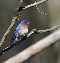 eastern bluebird in early spring. Québec, Canada