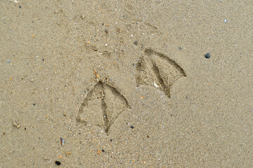 Prints of feet of a seagull in the sand on the beach leaving a trail of evidence that they were around