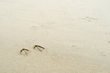 Prints of feet of a seagull in the sand on the beach leaving a trail of evidence that they were around
