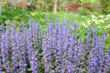 Blue bugle 'Braunherz' in flower