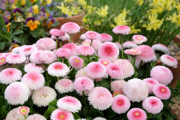 Pink bellis daisies in flower. © Alexandra
