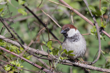 The Italian sparrow (Passer italiae)