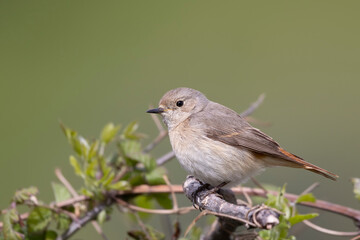 The common redstart female (Phoenicurus phoenicurus)