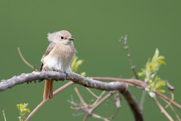 The common redstart female (Phoenicurus phoenicurus)
