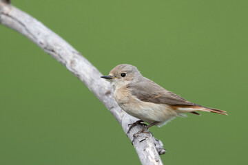The common redstart female (Phoenicurus phoenicurus)