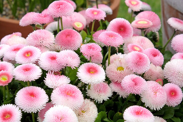 Pink bellis daisies in flower.