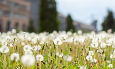 Dandelion field in the city park
