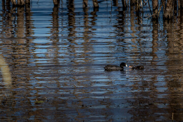 Amercian Coot looking for food Elk Island National Park Alberta Canada