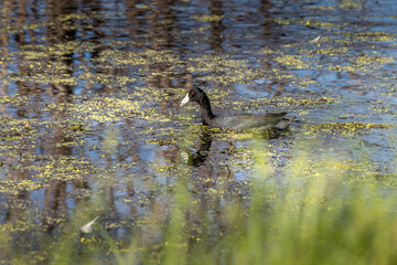 Amercian Coot looking for food Elk Island National Park Alberta Canada