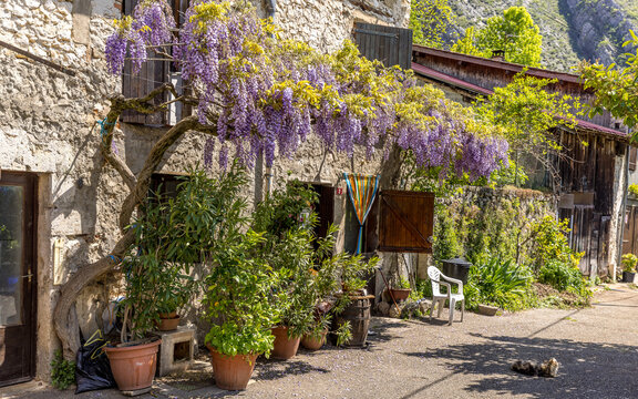 Glicynia in bloom on the fa&ccedil;ade of an old house