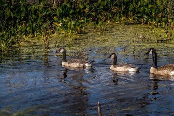 Canada geese and chicks Elk Island National Park Alberta Canada