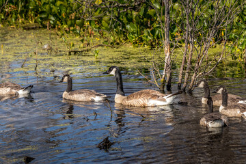 Canada geese and chicks Elk Island National Park Alberta Canada