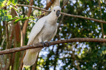 Sulphur-crested cockatoo sitting on the tree close up. Australian wildlife nature in the morning © Daria Nipot