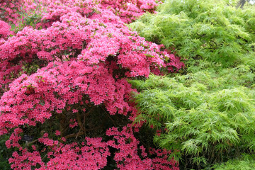Large hot pink azalea tree and green leaf acer in flower.