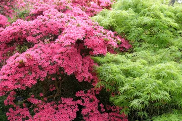 Washable wall murals Azalea Large hot pink azalea tree and green leaf acer in flower.