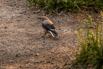 Clarks Nut Cracker foraging for food at Moraine Lake, Banff National Park, Alberta, Canada
