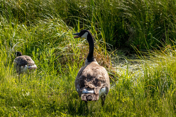 Canada geese and chicks Elk Island National Park Alberta Canada
