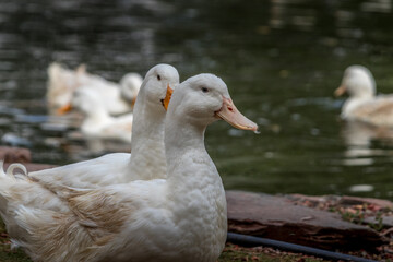 Domestic goose grazing and swimming Birds of Prey Centre Coleman Alberta Canada