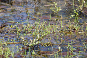 Green grass in the swamp in spring