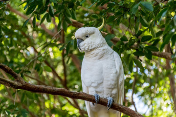 Sulphur-crested cockatoo sitting on the tree close up. Australian wildlife nature in the morning