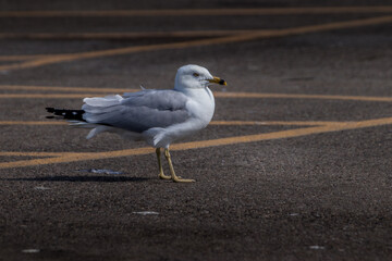 Ring billed gull scoures the ground Elk Island National Park Alberta Canada