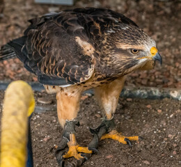 Swainson Hawk looking for prey Birds of Prey Centre Coleman Alberta Canada