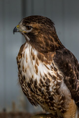Red Tailed Hawk looks for foodBirds of Prey Centre Coleman Alberta Canada