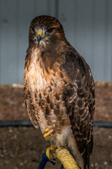 Swainson Hawk looking for prey Birds of Prey Centre Coleman Alberta Canada
