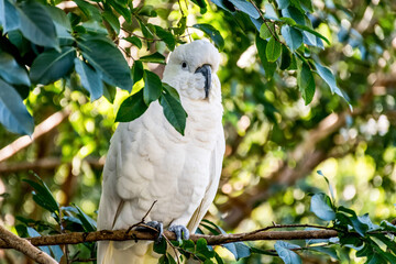 Sulphur-crested cockatoo sitting on the tree close up. Australian wildlife nature in the morning