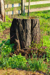 Fototapeta premium A tall old stump overgrown with grass